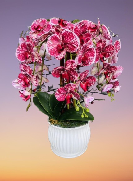 9 Stalks Orchid