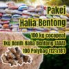 HALIA BENTONG PAKEJ 3 Price not included transport (Seller will call buyer for transport arrangement)