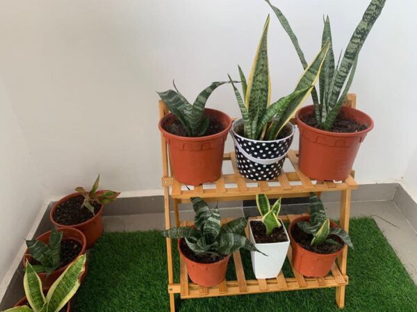 BMK Foldable 2 Tier Bamboo Wood Pot Display - Image 4