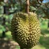 Durian (1kg)