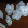 Bunga Plastik 003 (Recycled Plastic Flowers)